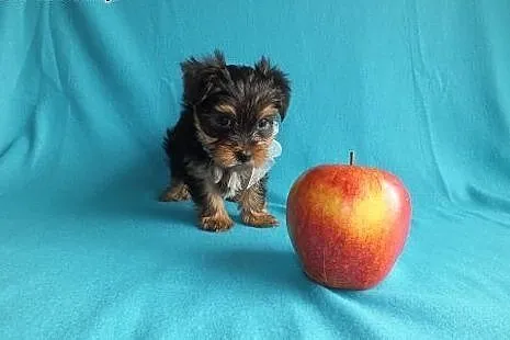 Ultra mini piesek XXS York Yorkshire Terrier minia