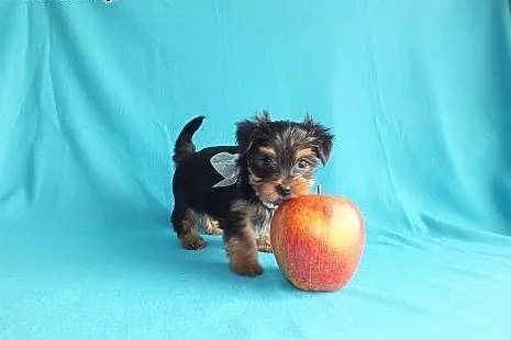 Ultra mini piesek XXS York Yorkshire Terrier minia