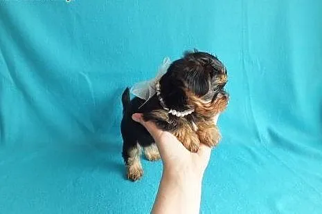Ultra mini piesek XXS York Yorkshire Terrier minia