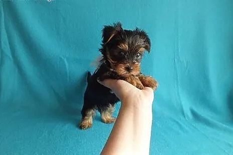 Ultra mini piesek XXS York Yorkshire Terrier minia