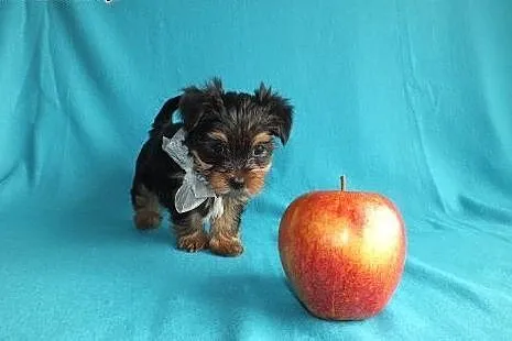 Ultra mini piesek XXS York Yorkshire Terrier minia