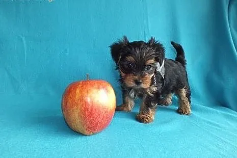 Ultra mini piesek XXS York Yorkshire Terrier minia