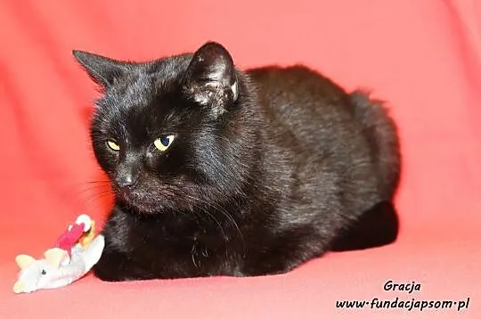 Gracja - czarna, przytulaśna koteczka, Nowy Dwór Mazowiecki