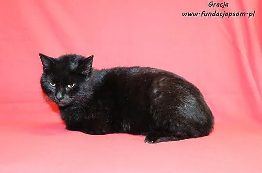 Gracja - czarna, przytulaśna koteczka, Nowy Dwór Mazowiecki