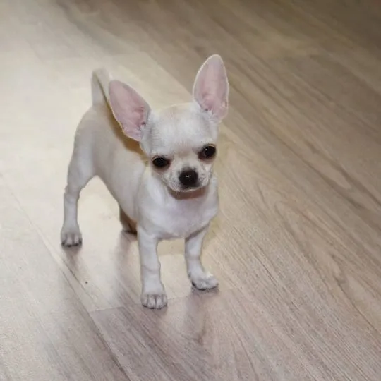 Dwa urocze i kochające szczenięta rasy chihuahua dostępne na sprzedaż., , Lublin