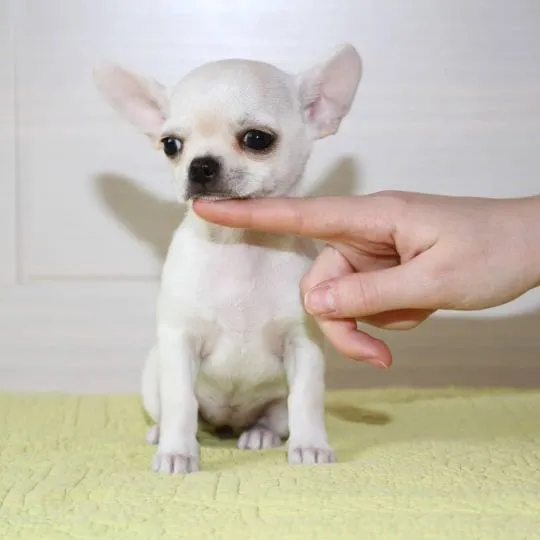 Dwa urocze i kochające szczenięta rasy chihuahua dostępne na sprzedaż., , Lublin