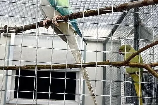 Aleksy do zamiany woliery., Mazowieckie, Płońsk