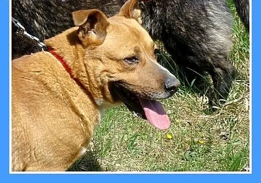 Staffik mix,aktywny,przyjazny,wesoły pies HURMAK.A