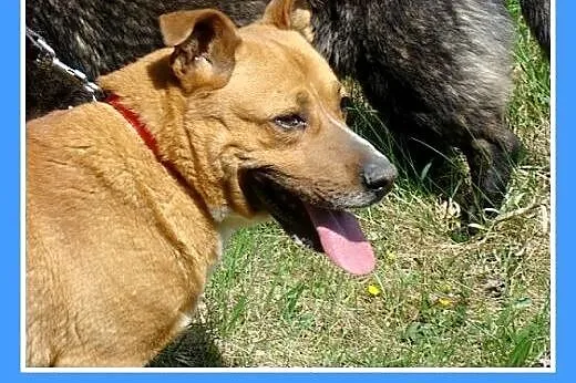 Staffik mix,aktywny,przyjazny,wesoły pies HURMAK.A