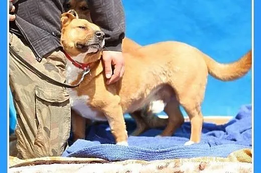 Staffik mix,aktywny,przyjazny,wesoły pies HURMAK.A
