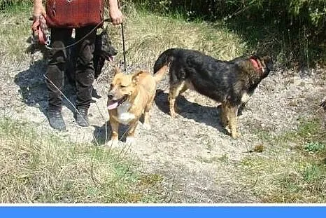 Staffik mix,aktywny,przyjazny,wesoły pies HURMAK.A