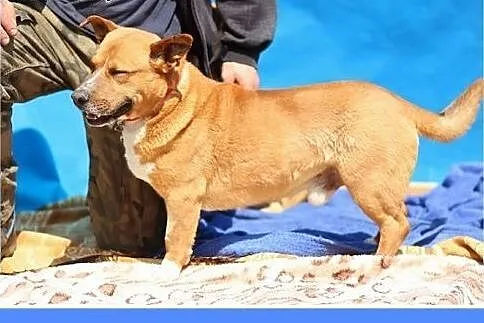Staffik mix,aktywny,przyjazny,wesoły pies HURMAK.A