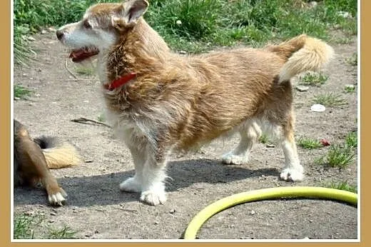 8 kg,szorstkowłosy,spokojny,towarzyski,kontaktowy 
