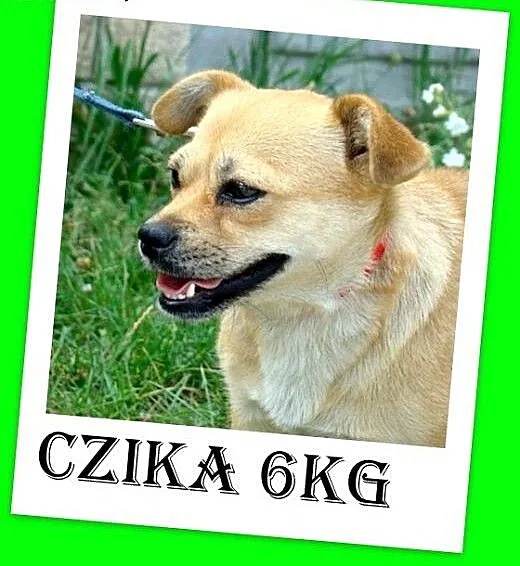 5kg,mała,krótkie łapki,nakolankowa,łagodna suczka