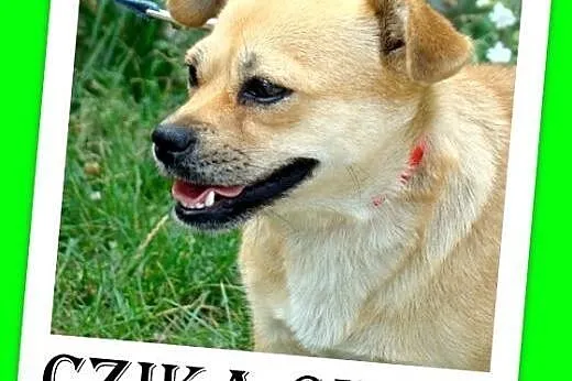 5kg,mała,krótkie łapki,nakolankowa,łagodna suczka 