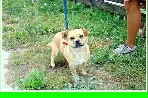5kg,mała,krótkie łapki,nakolankowa,łagodna suczka 