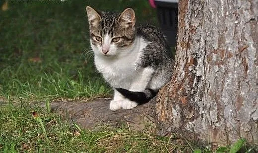 Bran&Lucy szukają domów! :), dolnośląskie Jel