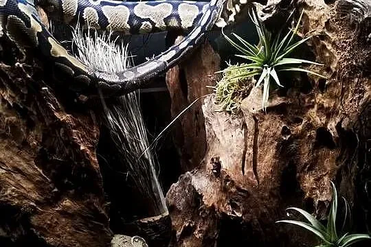 Python królewski gravel, Śląskie, Miasteczko Śląskie