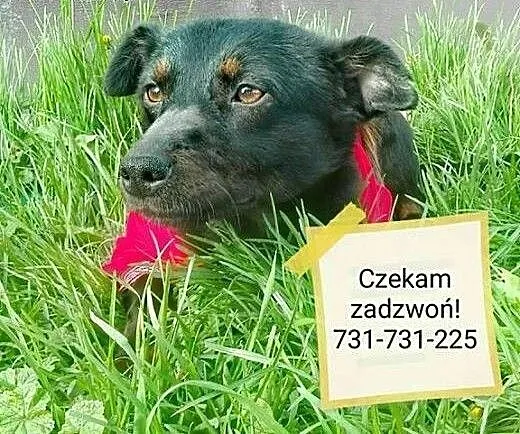 Młodziutka, niewielka i porzucona...Blanka szuka d