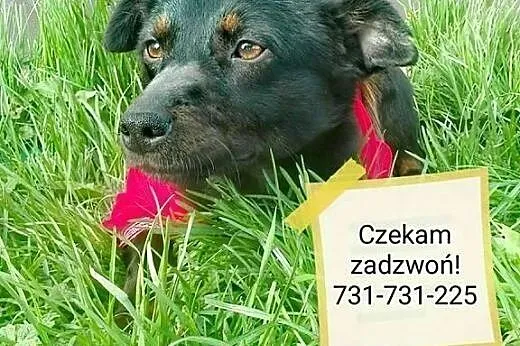 Młodziutka, niewielka i porzucona...Blanka szuka d