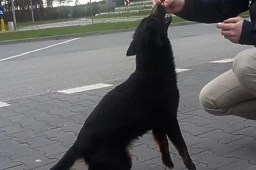 Młodziutka, niewielka i porzucona...Blanka szuka d