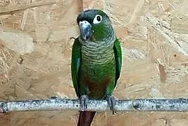 Papugi rudosterki