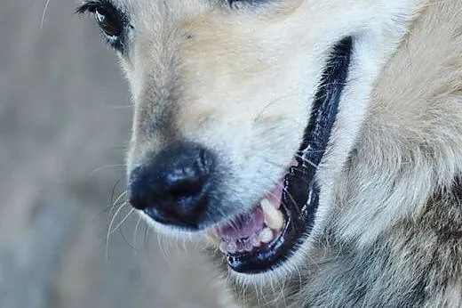 Jasminka - cudowna, łagodna, cierpliwa suczka ADOPCJA,  Kundelki cała Polska