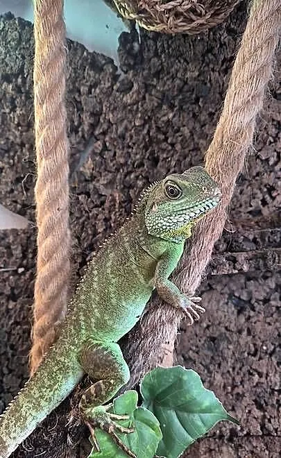 Agama błotna i terrarium z pełnym wyposażeniem, Pomorskie, Gdynia