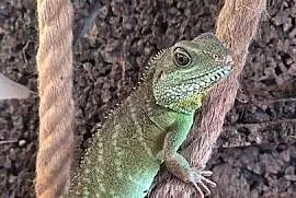 Agama błotna i terrarium z pełnym wyposażeniem