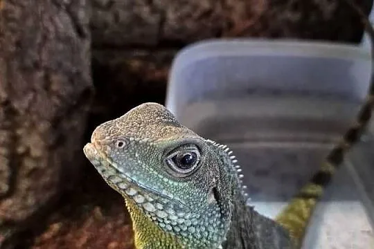 Agama błotna i terrarium z pełnym wyposażeniem, Pomorskie, Gdynia