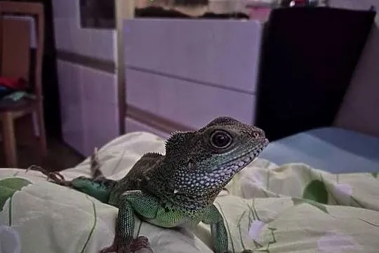 Agama błotna i terrarium z pełnym wyposażeniem, Pomorskie, Gdynia