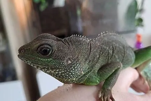 Agama błotna i terrarium z pełnym wyposażeniem, Pomorskie, Gdynia