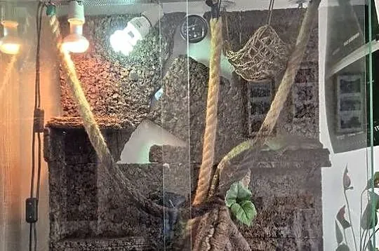 Agama błotna i terrarium z pełnym wyposażeniem, Pomorskie, Gdynia