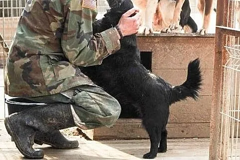 Przyjazny Krecik do adopcji ,  lubelskie Świdnik