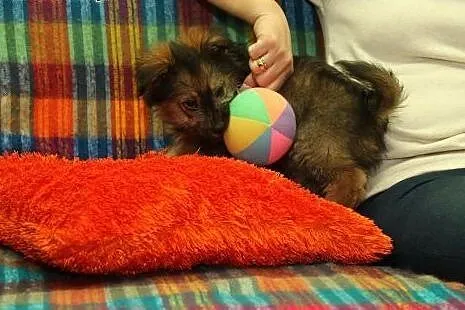 Bober - szczeniak, chłopk jakich mało - do adopcji