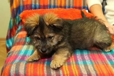 Bober - szczeniak, chłopk jakich mało - do adopcji