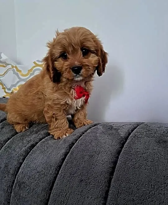 Cavapoo uroczy chłopczyk, Małopolskie, Tarnów