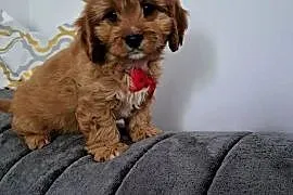 Cavapoo uroczy chłopczyk