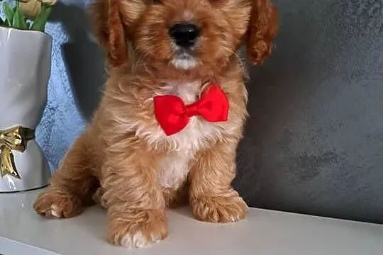 Cavapoo uroczy chłopczyk, Małopolskie, Tarnów