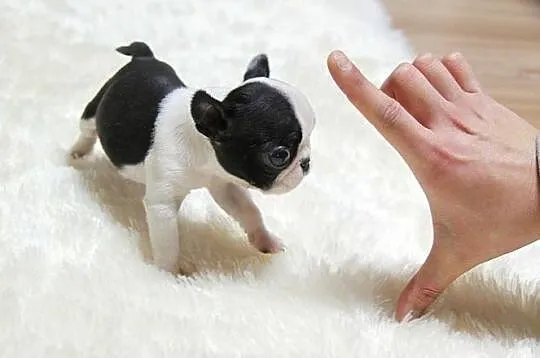 miniaturowy Buldog francuski, piękne szczeniaczki 1kg., , Wrocław