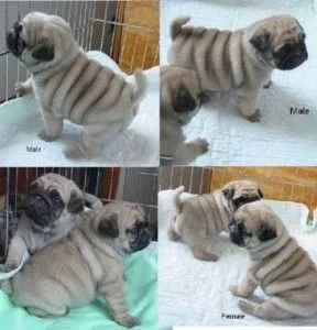 Purebred Pug Puppies Ready for adoption and available