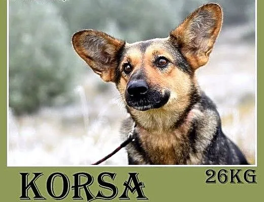 Mniejsza od owczarka,27kg,łagodna,tulaśna suczka K