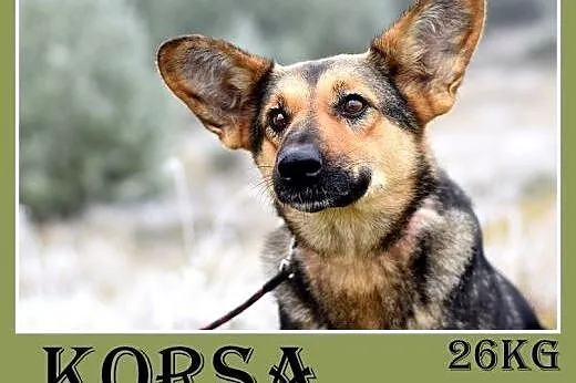 Mniejsza od owczarka,27kg,łagodna,tulaśna suczka K