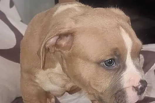 AMERICAN STAFFORDSHIRE TERRIER PIES