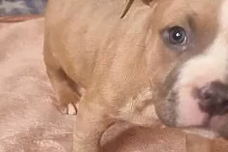 AMERICAN STAFFORDSHIRE TERRIER PIES, Lubelskie, Chełm