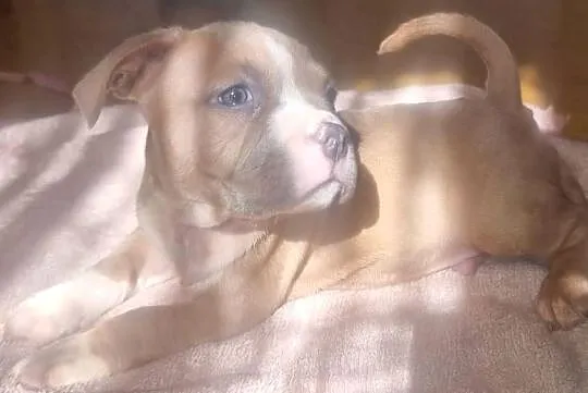 AMERICAN STAFFORDSHIRE TERRIER PIES, Lubelskie, Chełm