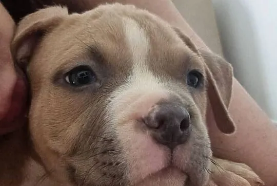 AMERICAN STAFFORDSHIRE TERRIER PIES, Lubelskie, Chełm