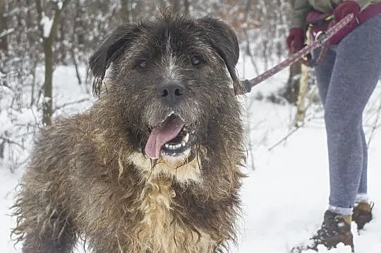 Spokojny Frugo szuka domu