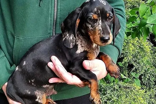 Jamnik miniaturowy krótkowłosy merle, Świętokrzyskie, Klimontów