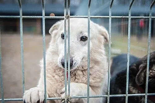 Labra - przyjazna, przestraszona sunia szuka pilni